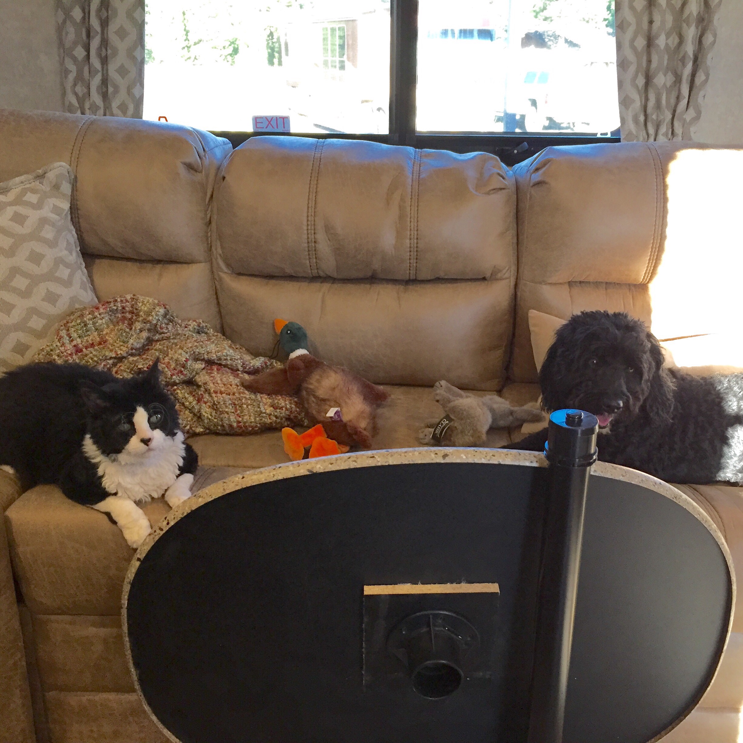 Pepper and Darwin watching Courtney clean