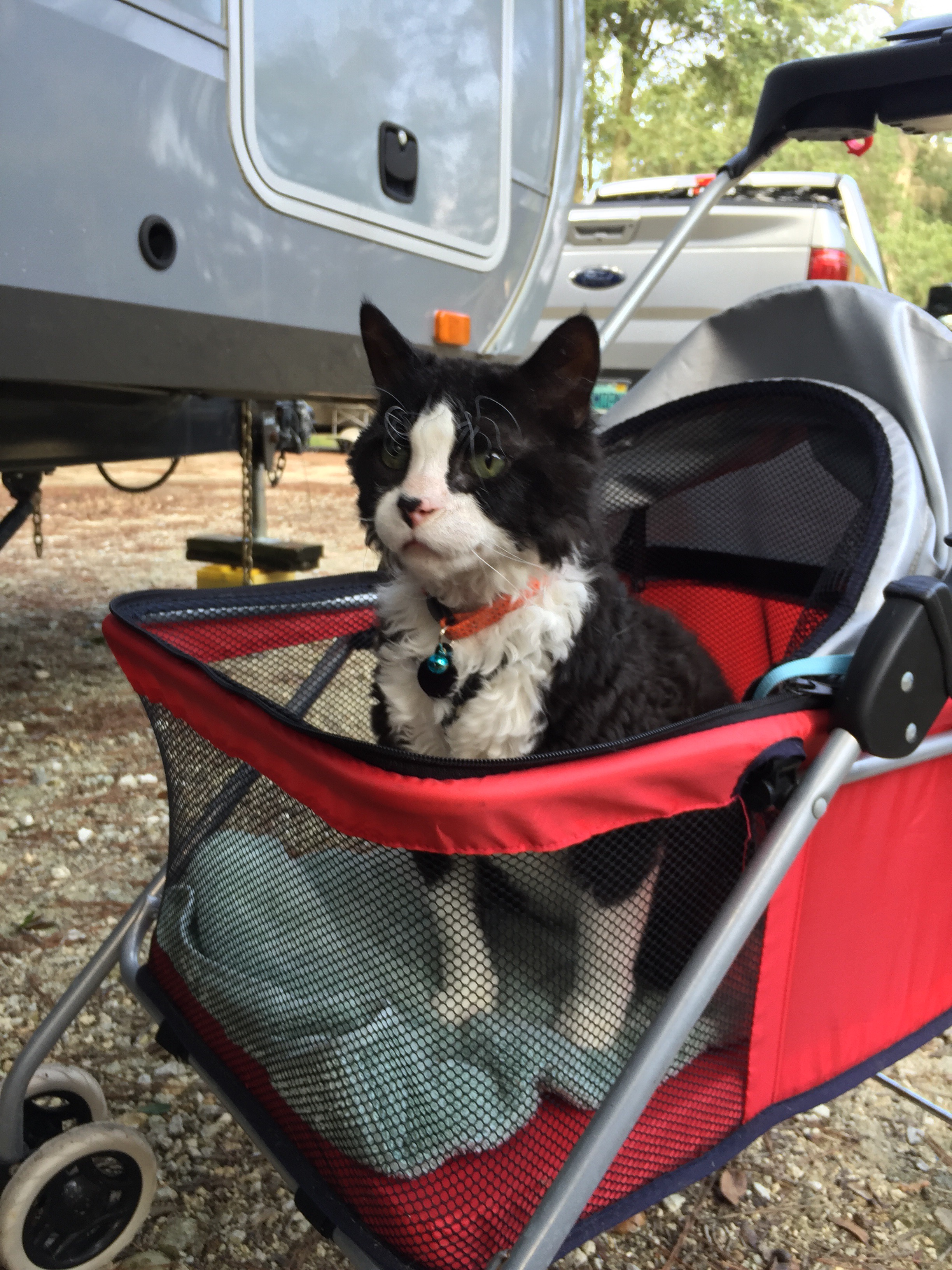 Pepper on the prowl in his stroller
