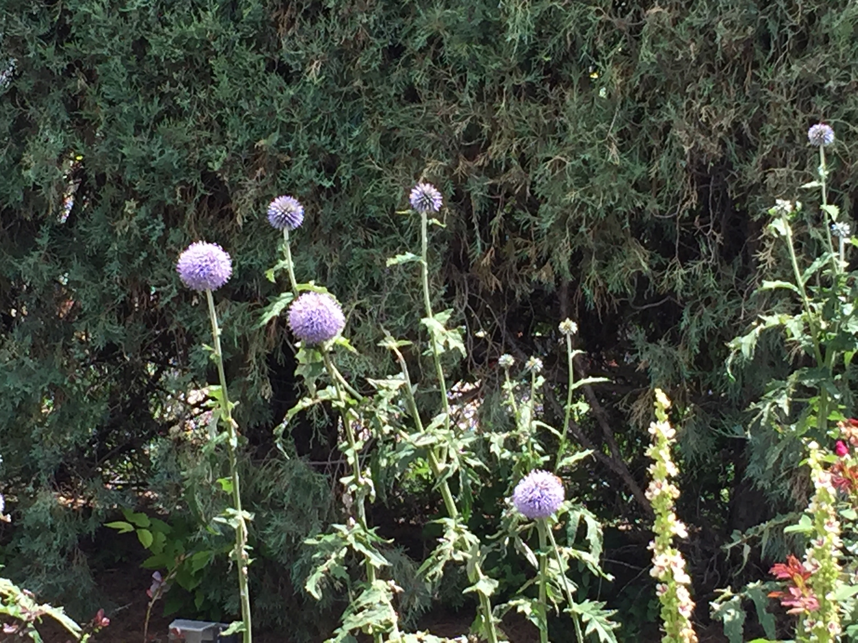 The Lorax might live here