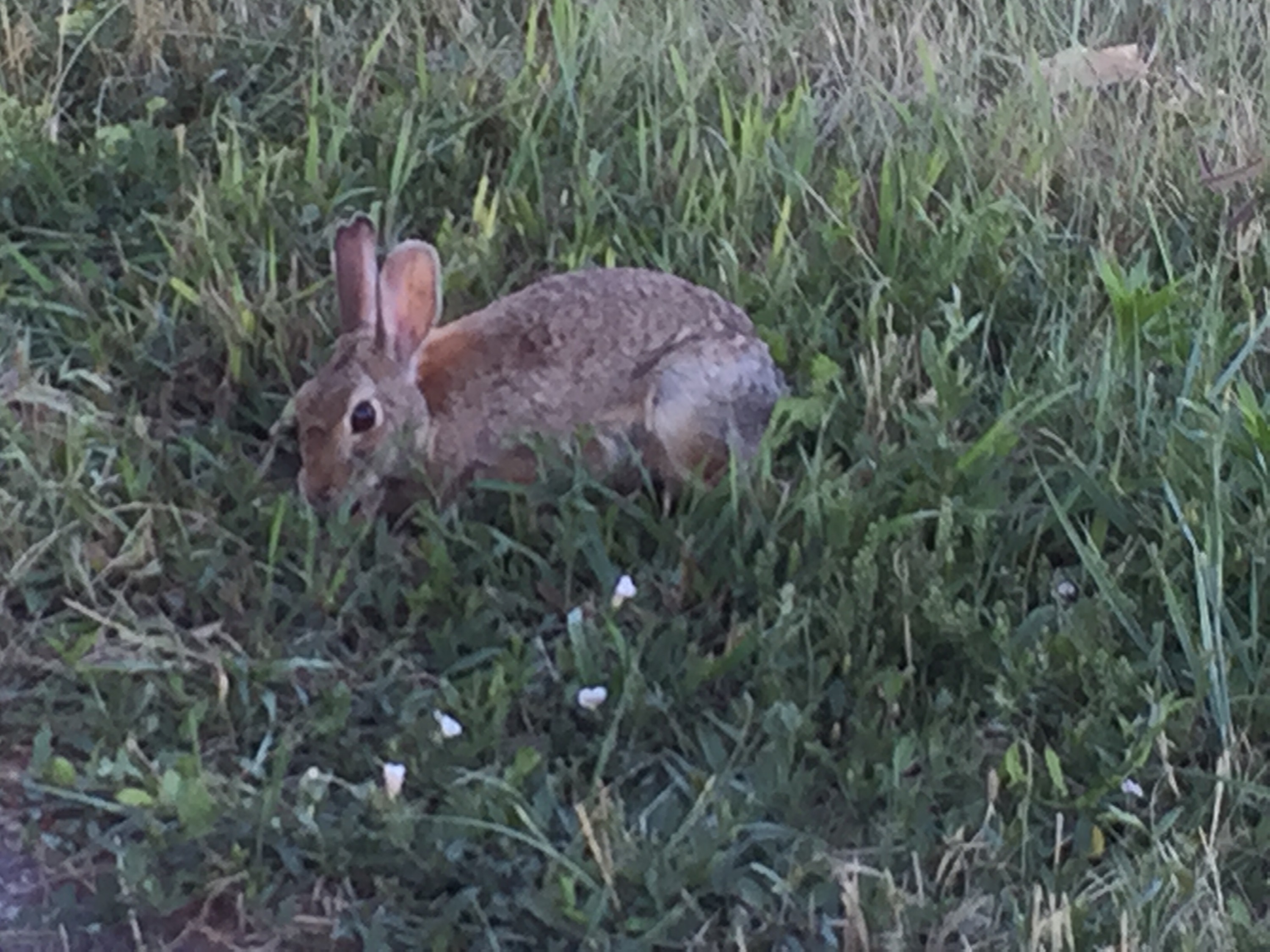 Peter cotton tail