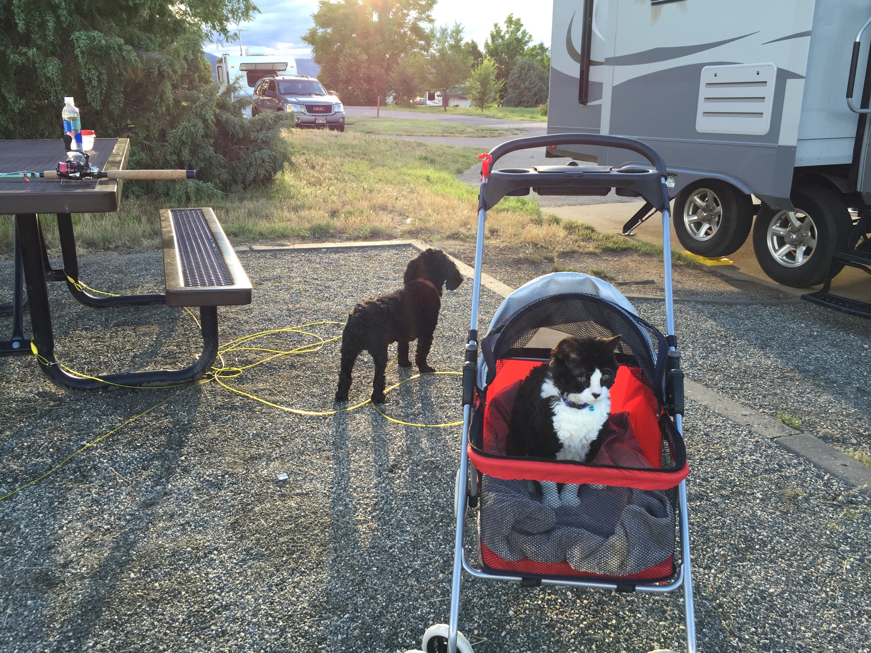 Pepper and Darwin getting ready to walk down to the lake