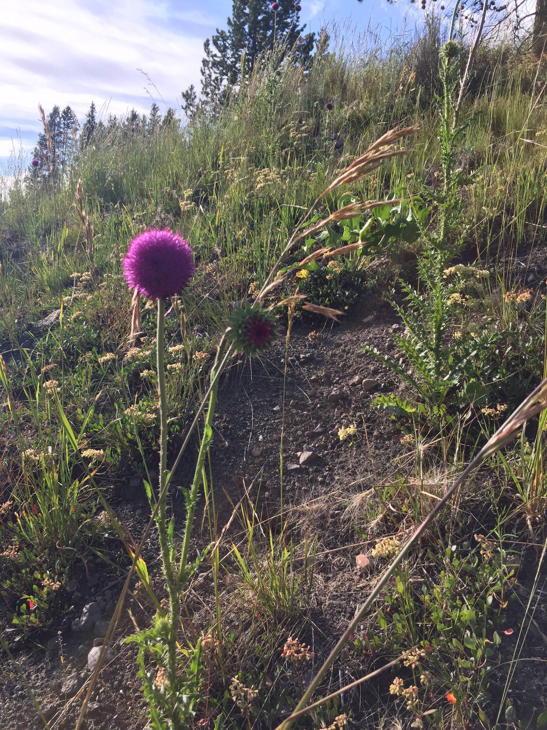 The Lorax lives here!