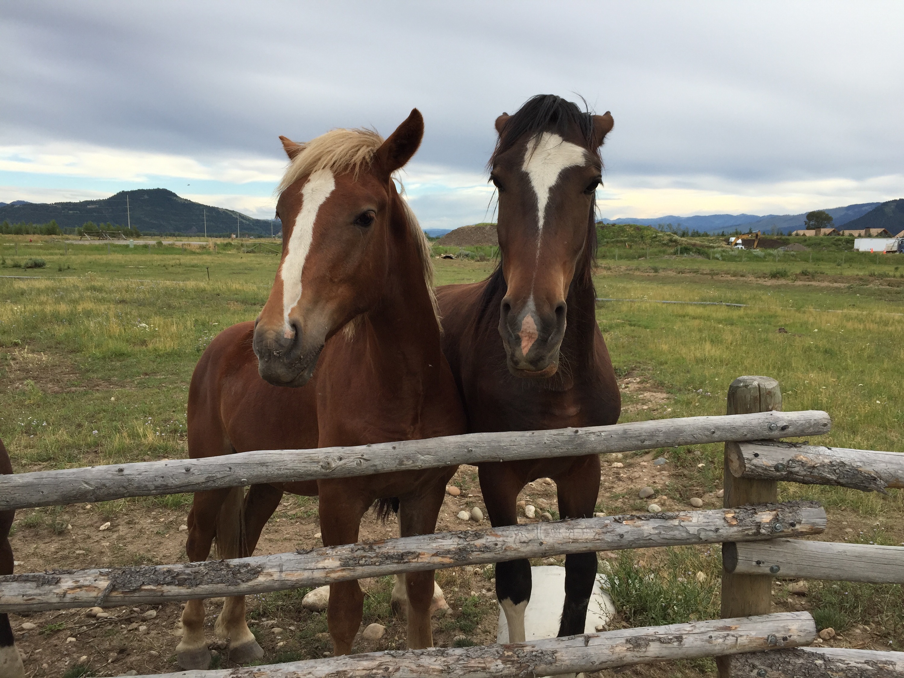 Some friends I made!
