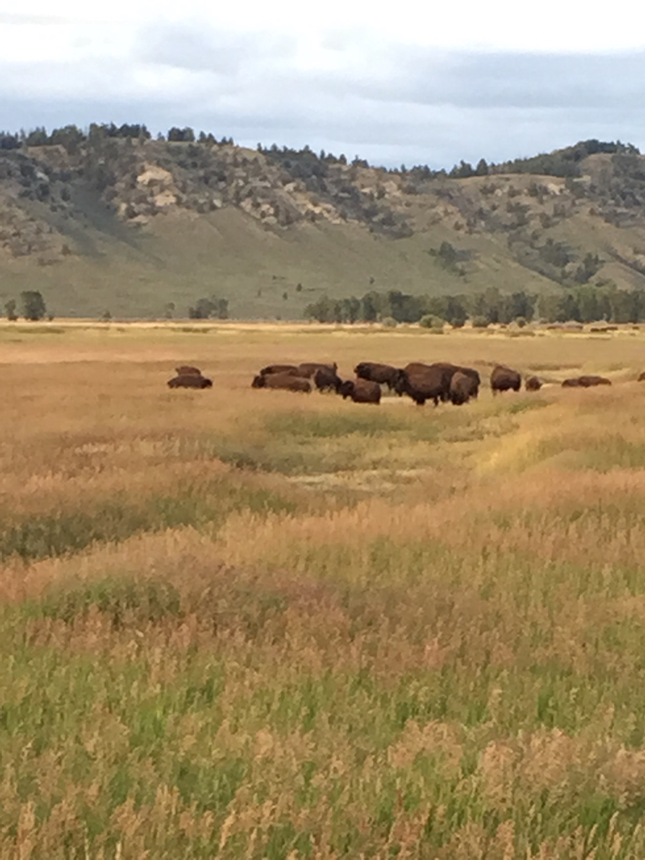 Herd of wild bison