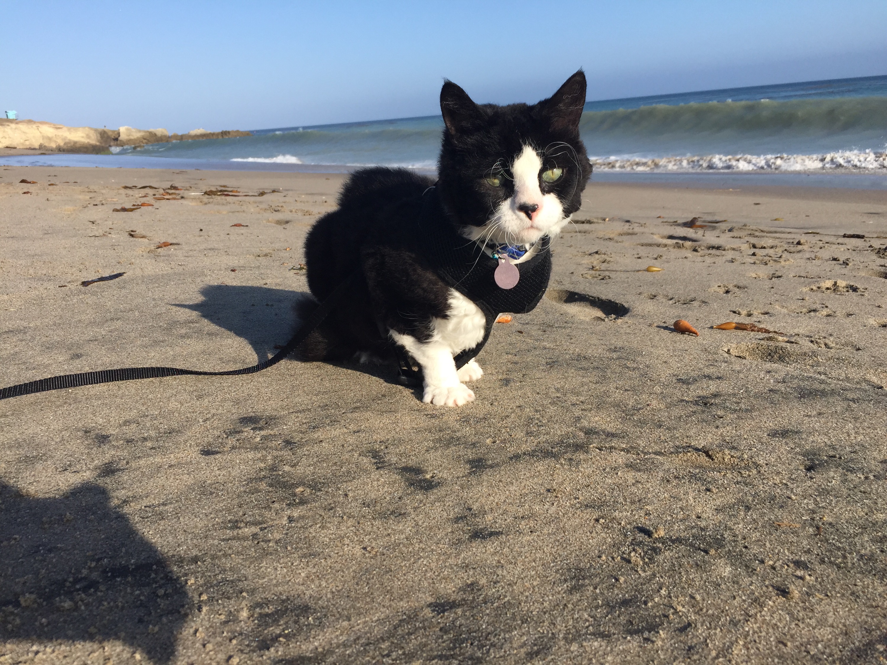 malibu kitty!