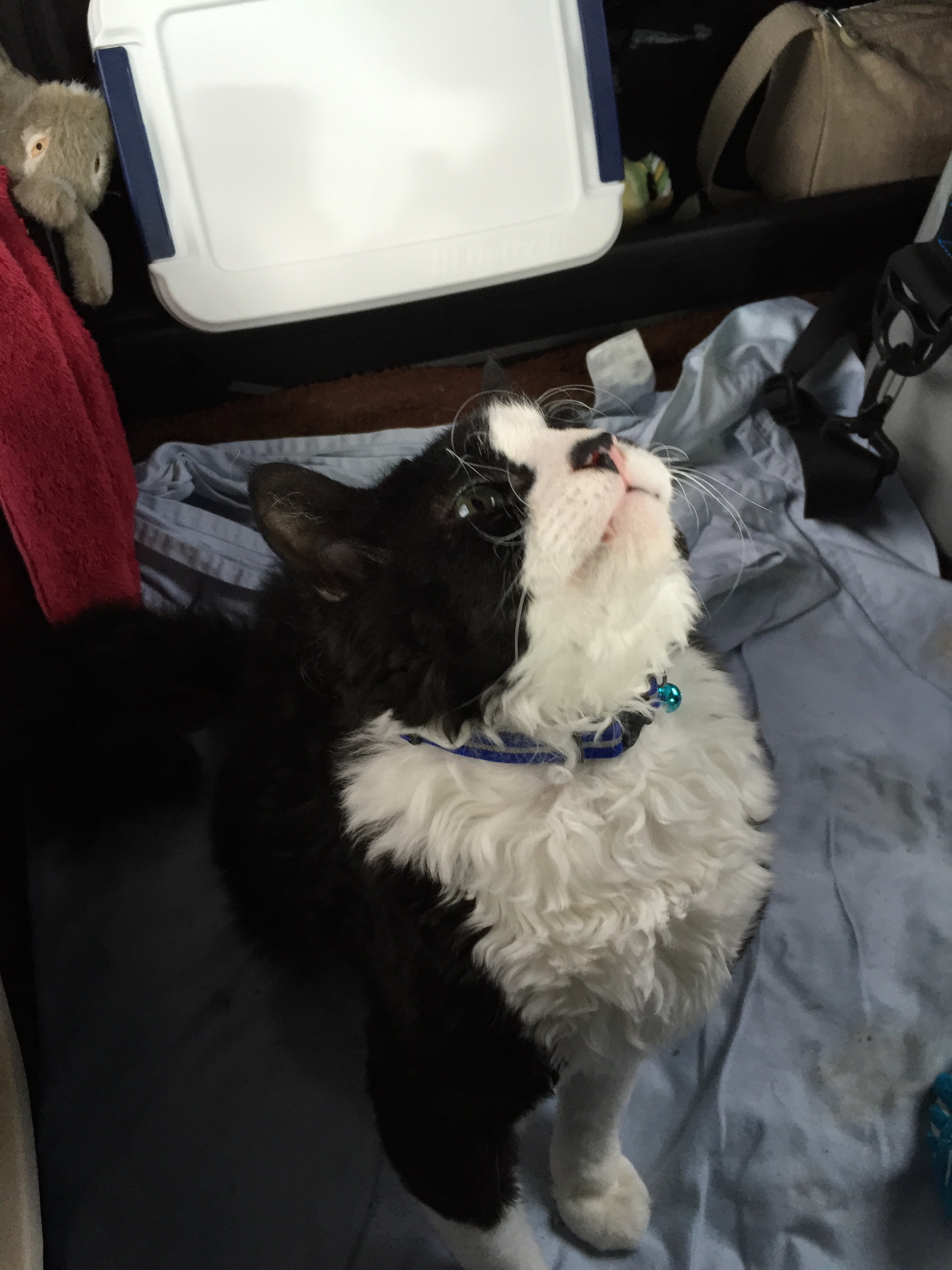 Pepper in protest after 11 hours in the truck