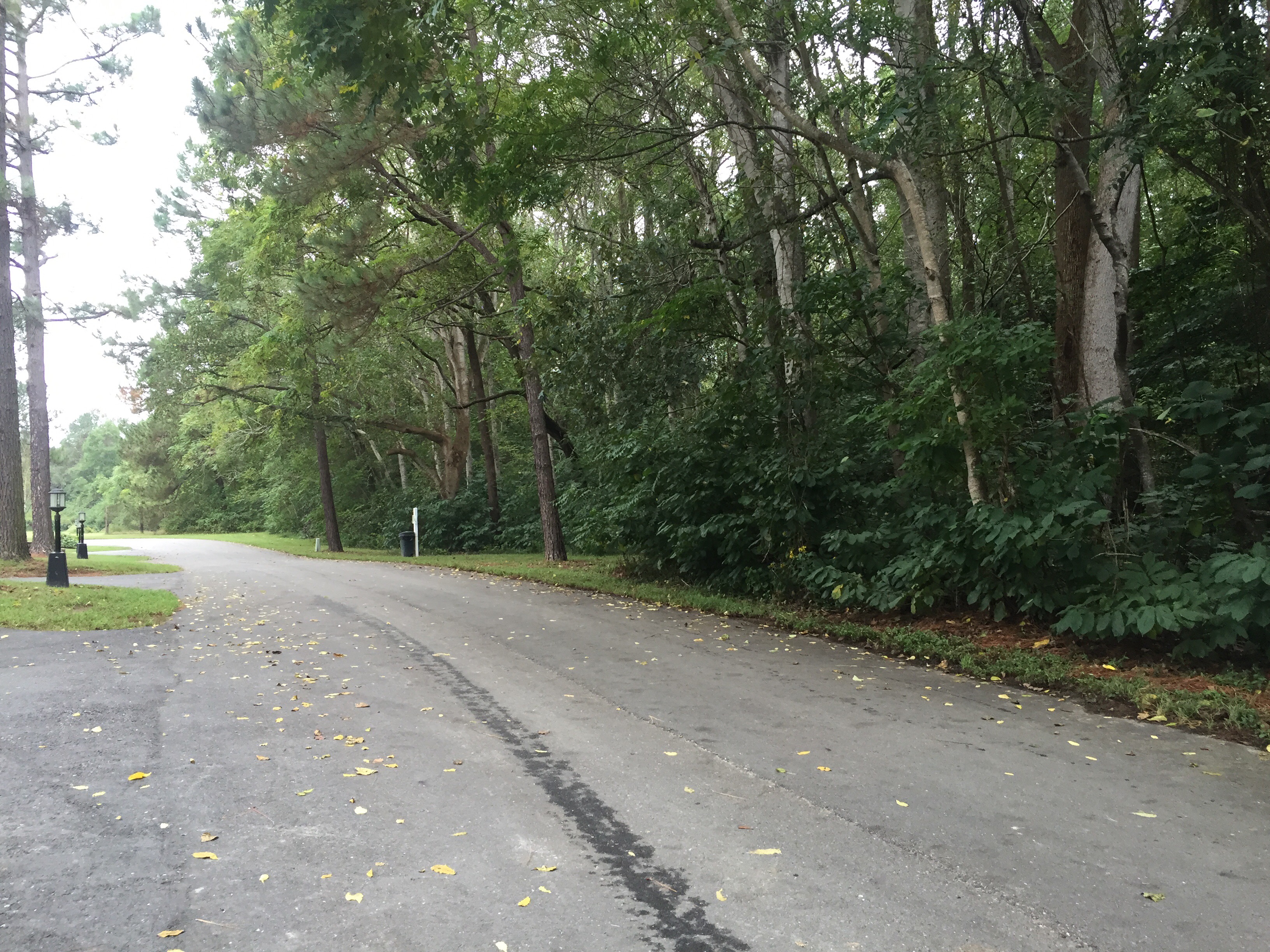 The wooded area behind our camper