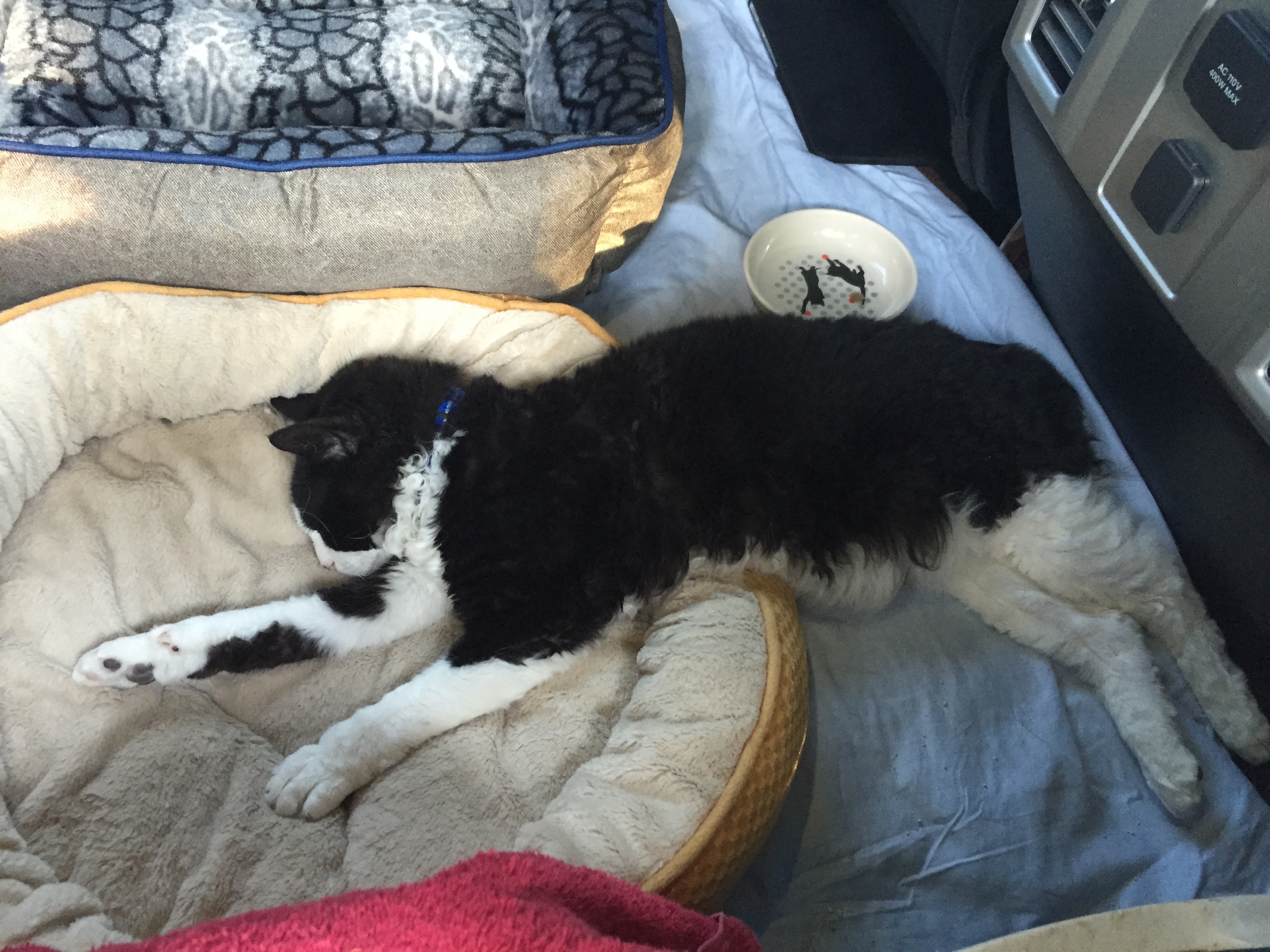 Pepper was slumped after hours of driving