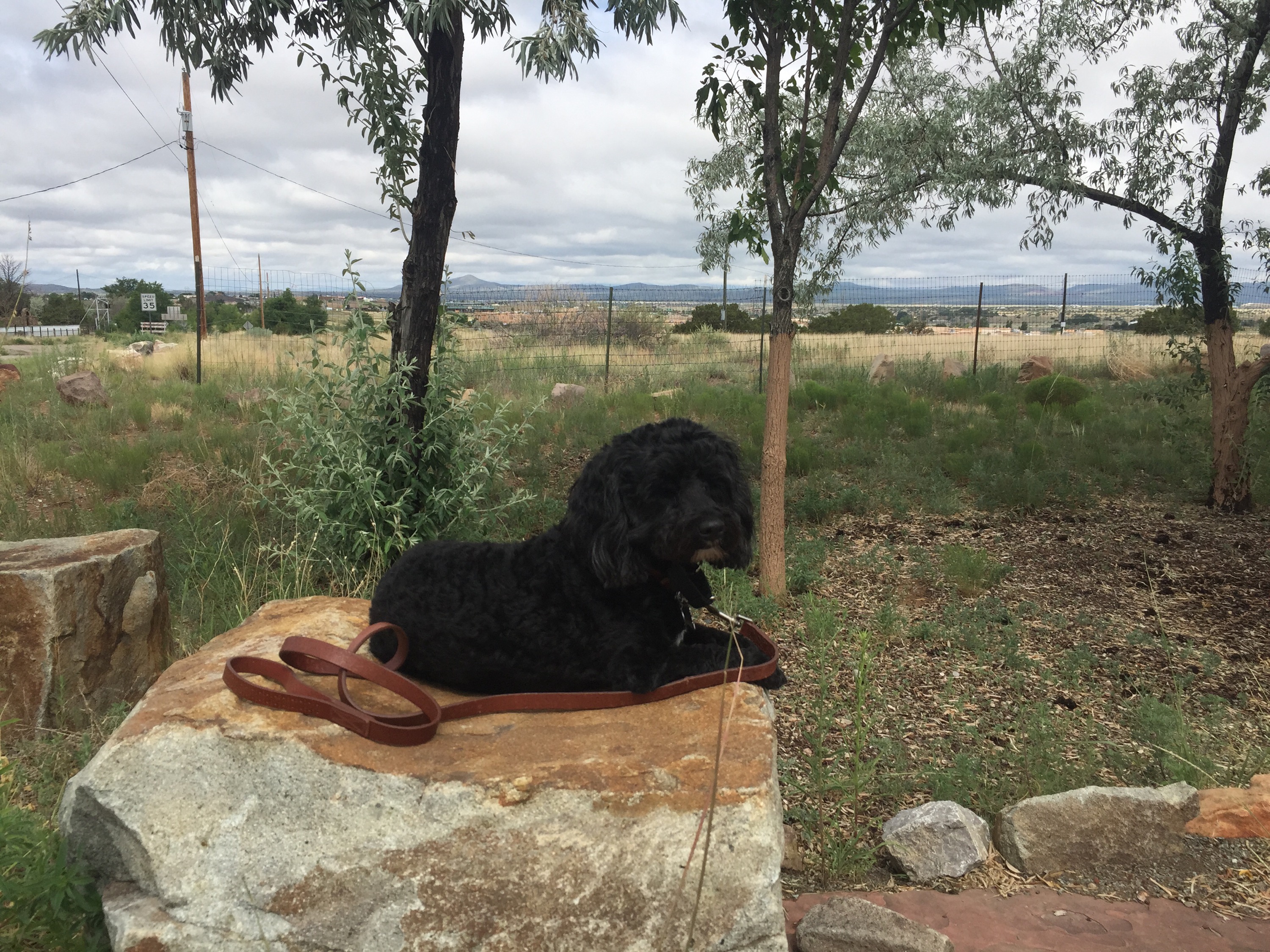 Darwin holding down a rock