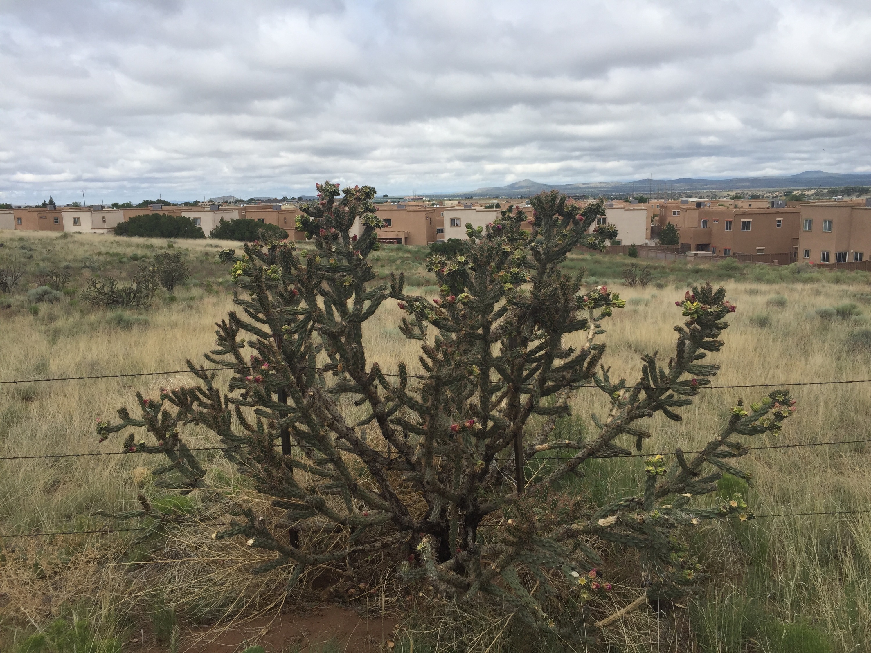 Foliage in Santa Fe