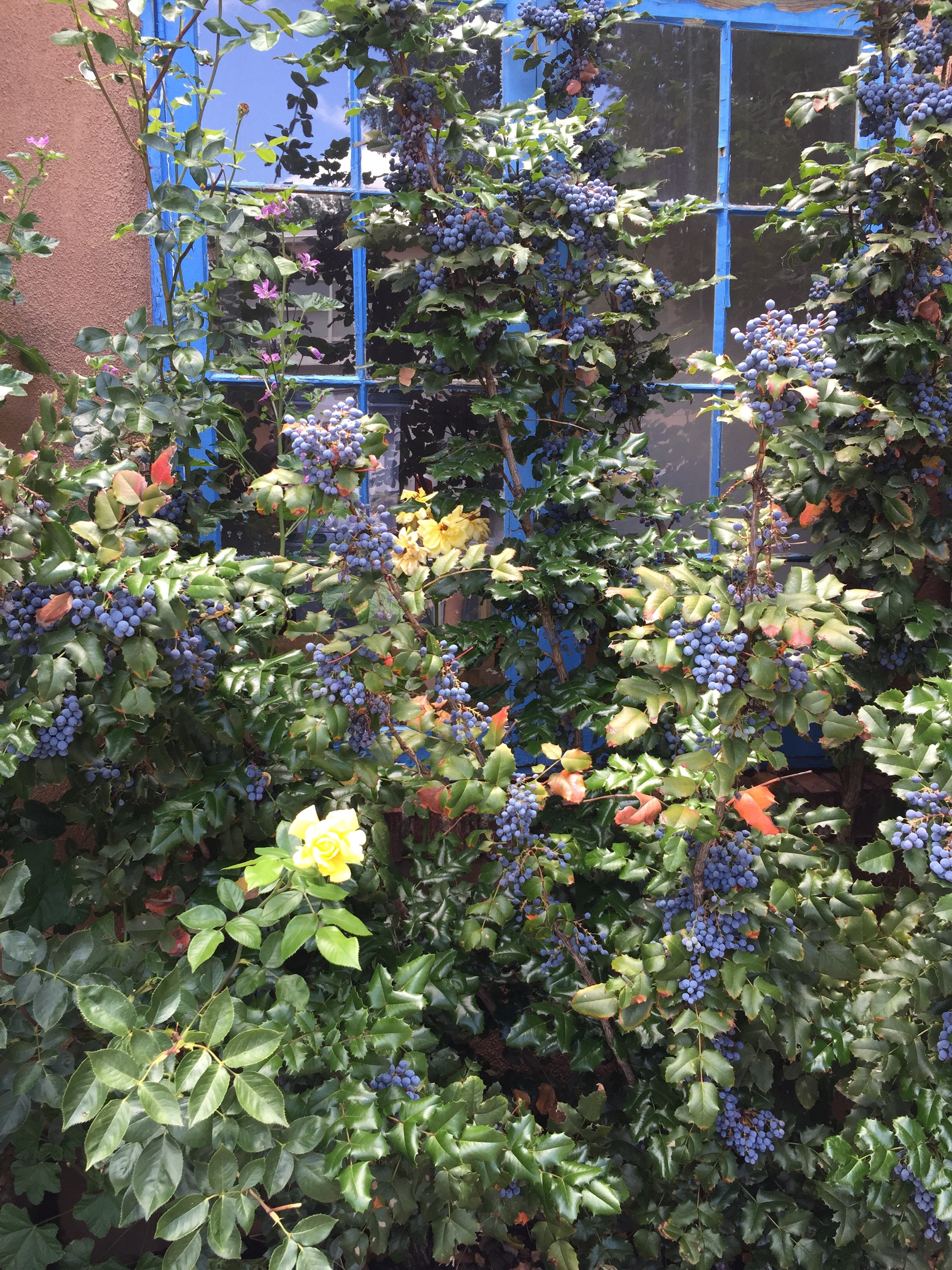 Blueberries grow everywhere
