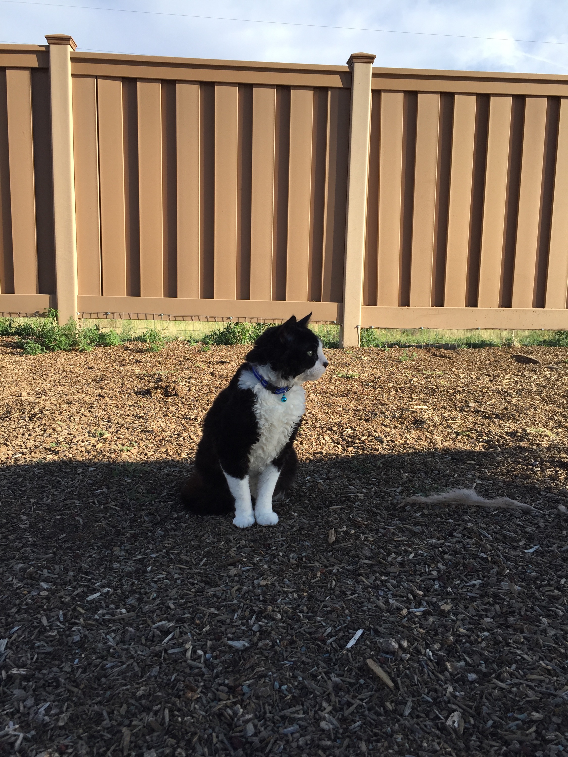 Pepper watching Darwin run around the dog park