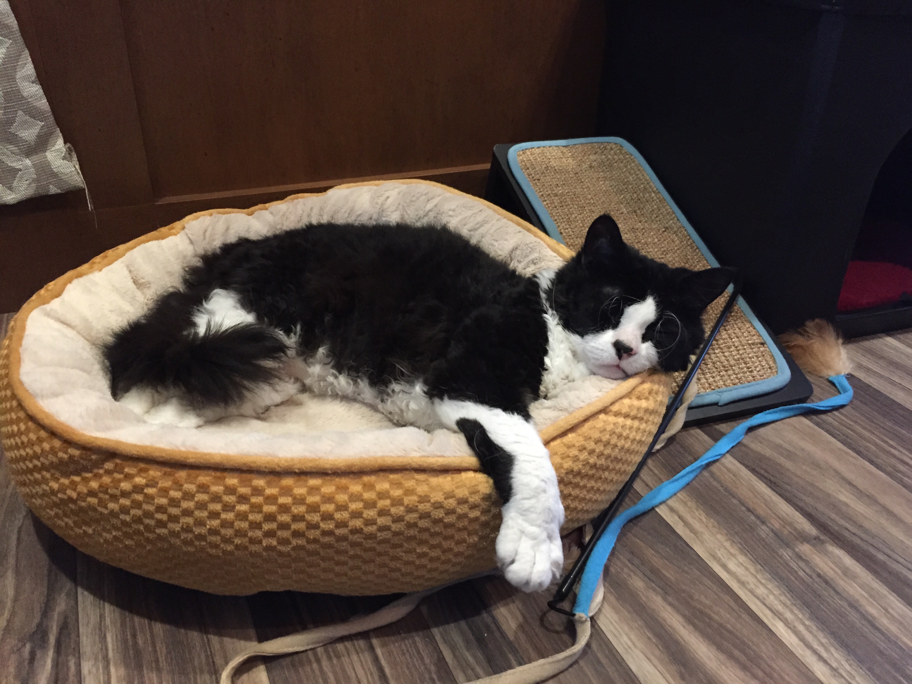 Pepper passed out after dinner