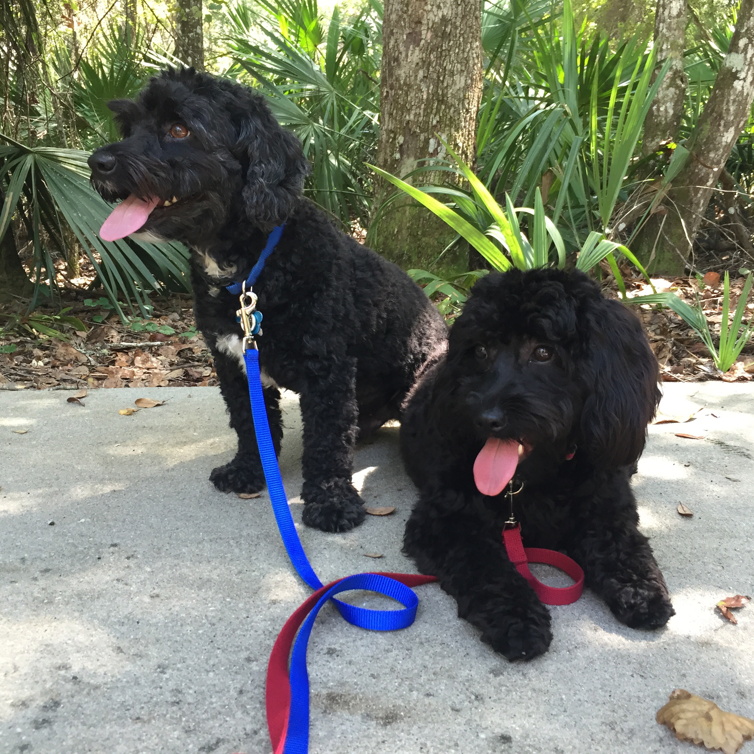 Our masters allowed us to take a break in the shade, from following them around with little plastic bags to pick up their poop
