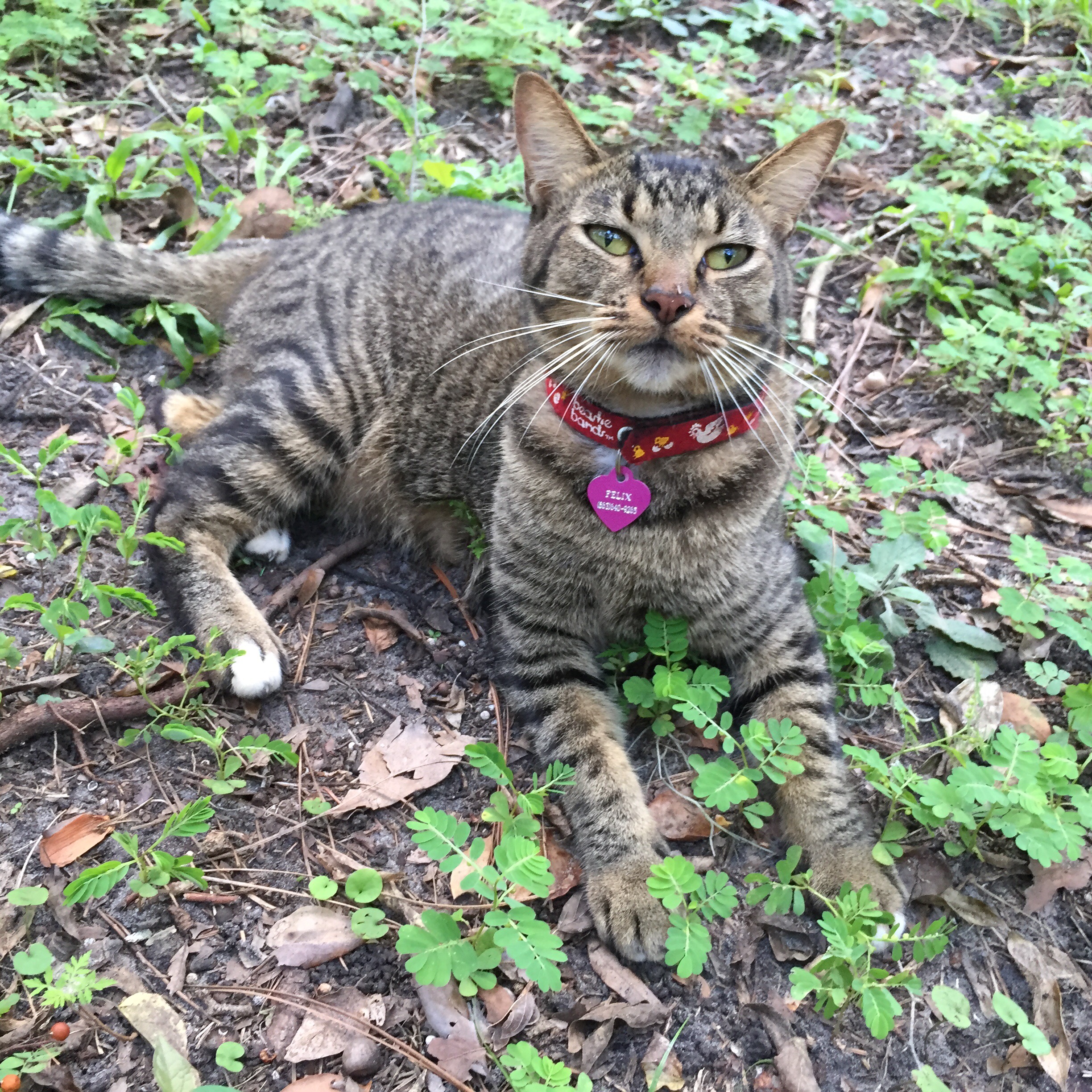 Taylor's kitty Felix