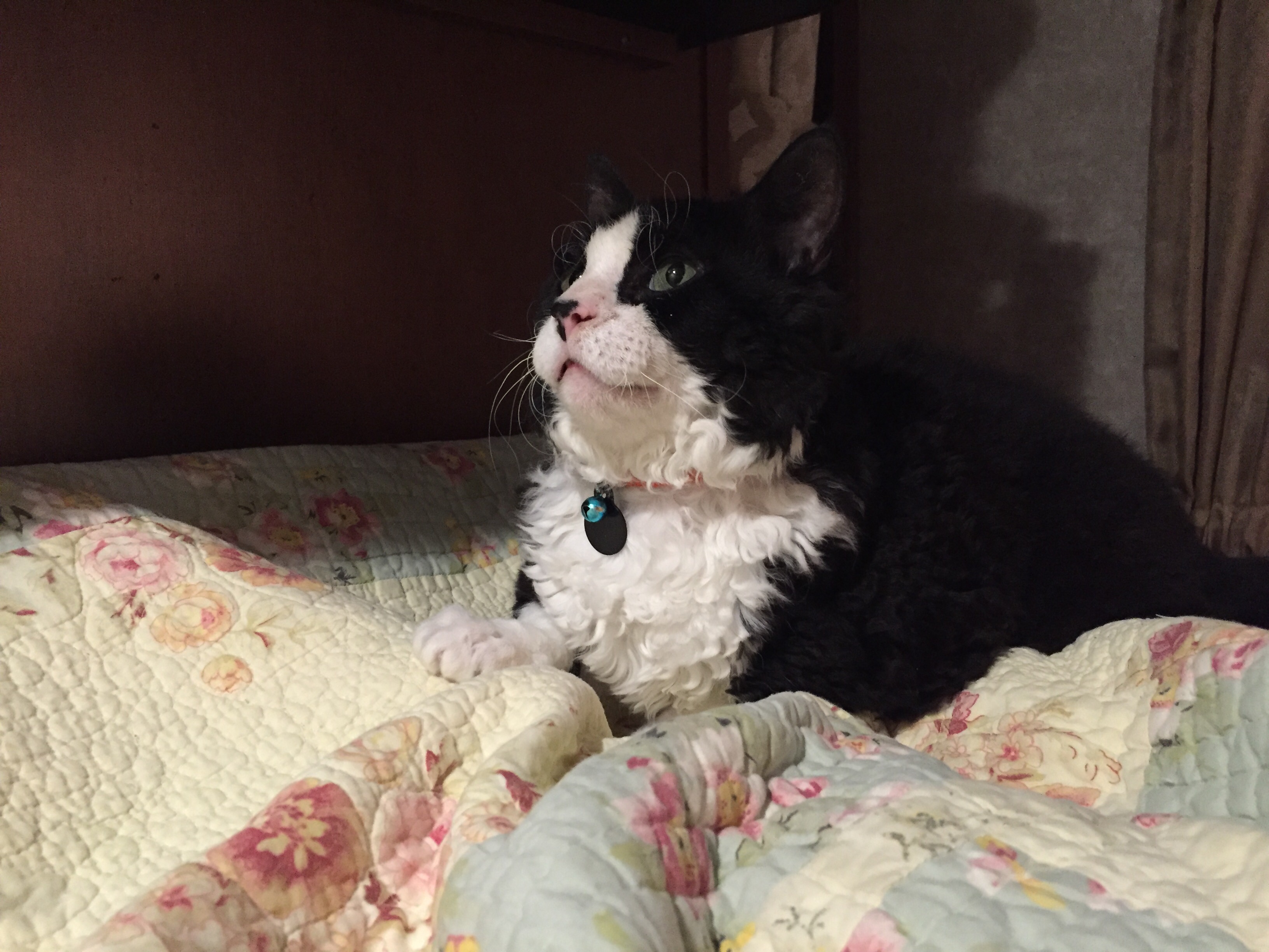 Pepper all cozy in bed. This is before he decide to lay next to my leg and lick me until i couldnt take it. on the bright side my leg is exfoliated.